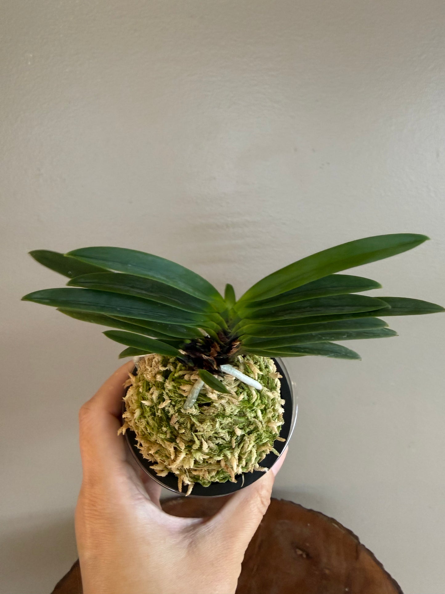 Neofinetia falcata Akausagi 赤兎