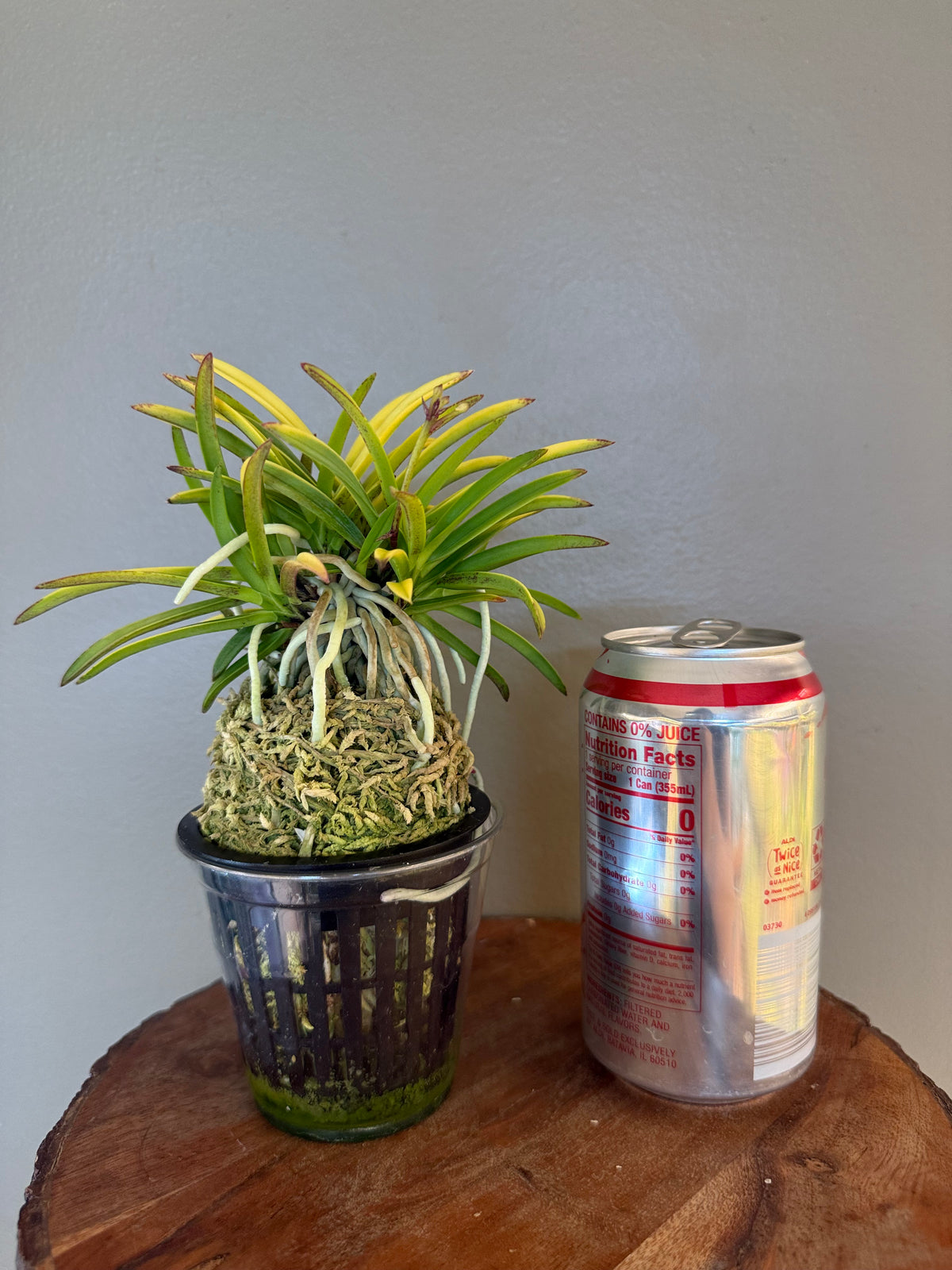 Neofinetia falcata Kinroukaku 金樓閣