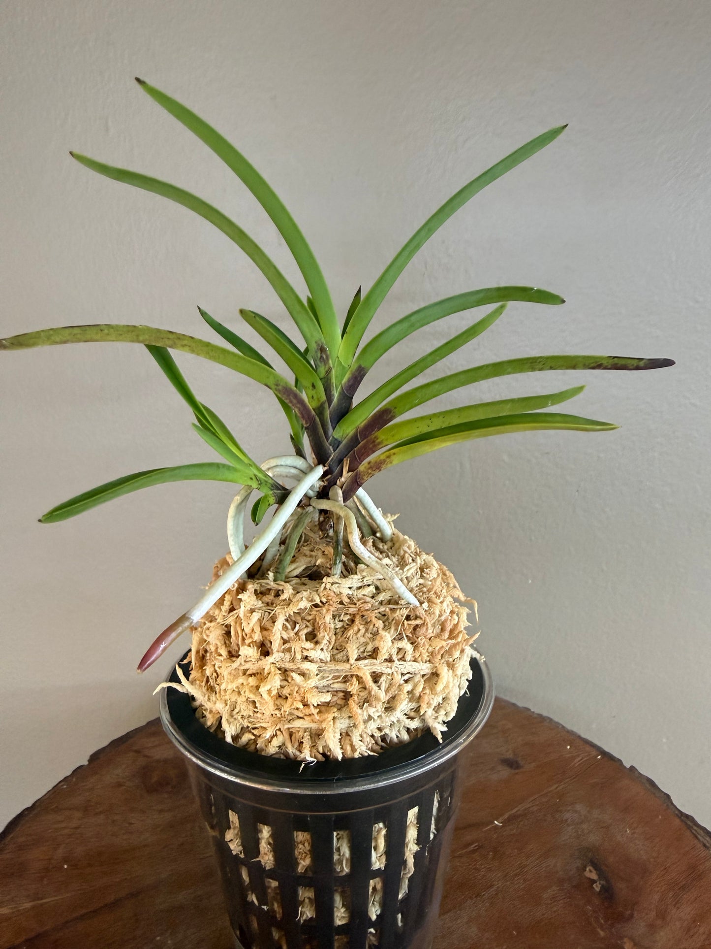 Neofinetia falcata 京美人 Kyobijin