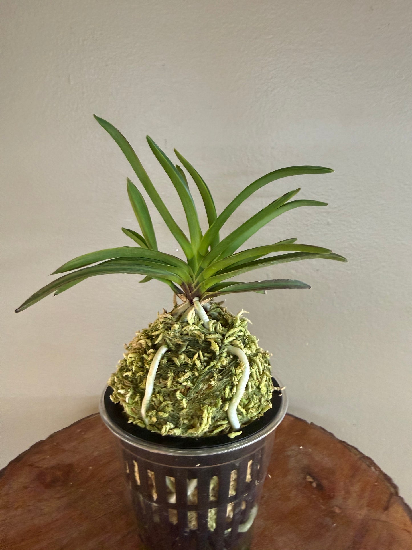 Neofinetia falcata Beniogi 紅扇