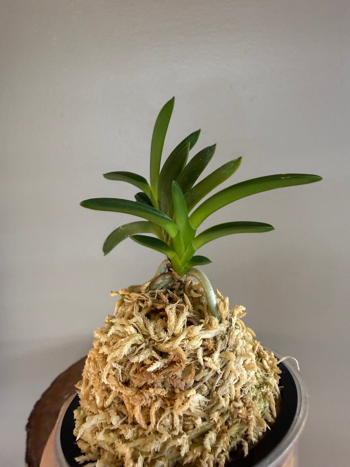 Neofinetia falcata Awaji 淡路