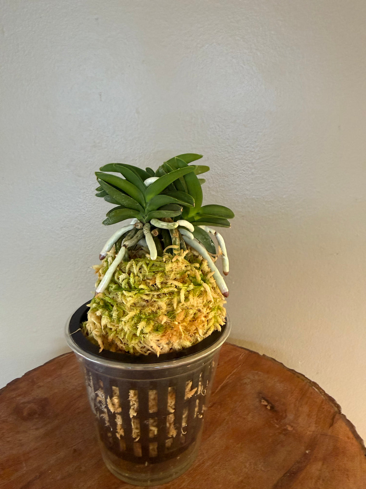Neofinetia falcata Jangwon 壯元