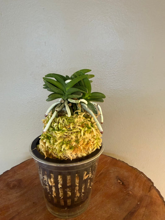 Neofinetia falcata Jangwon 壯元