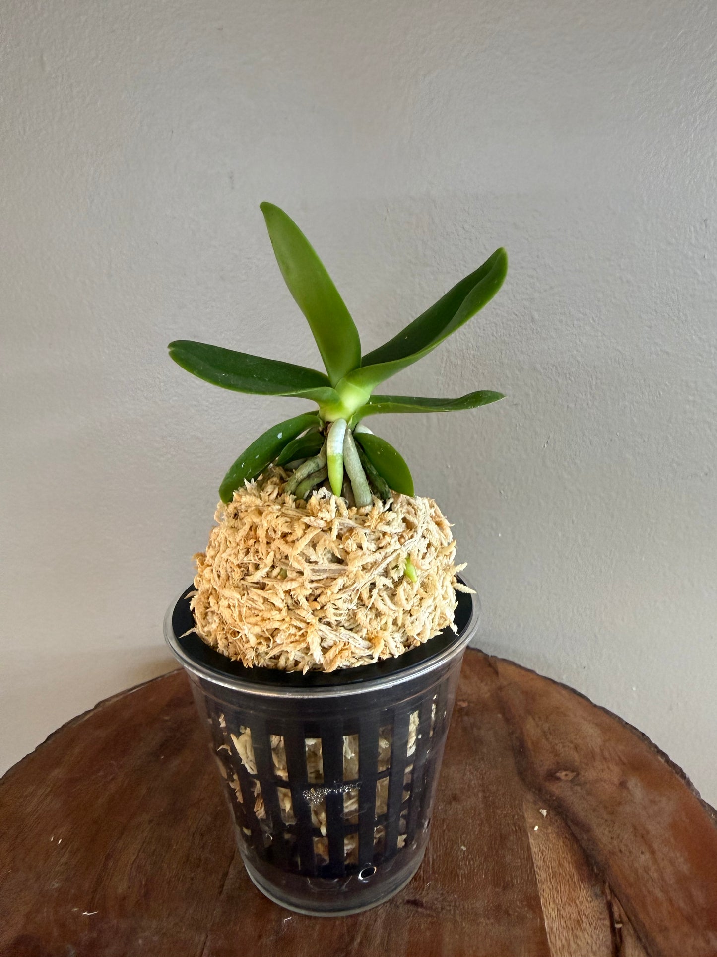 Sedirea japonica NAGORAN 名護蘭