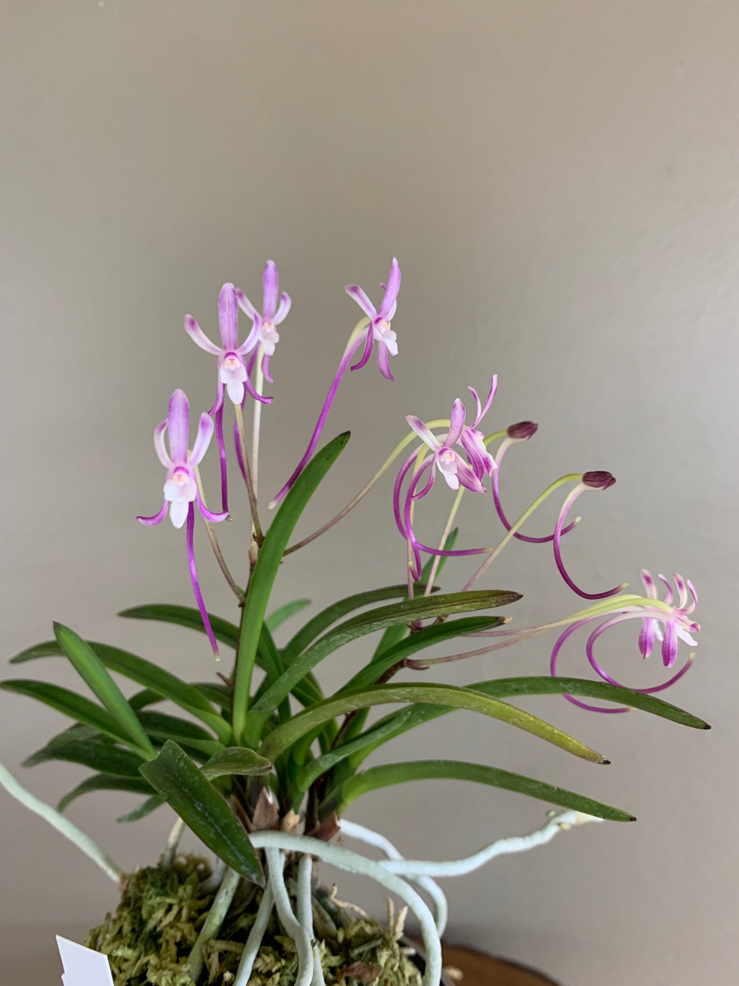 Neofinetia falcata Benitengu 紅天狗