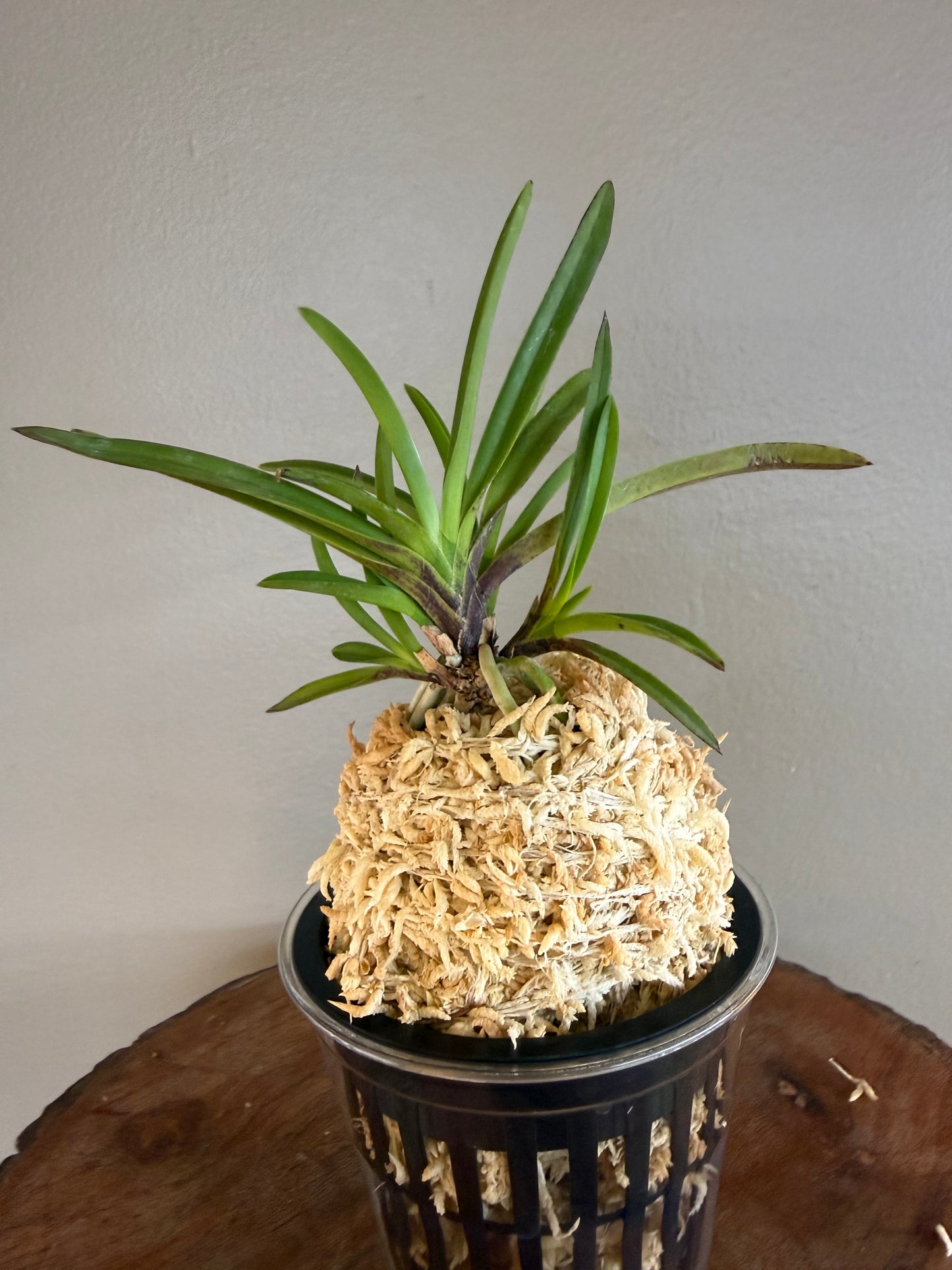 Neofinetia falcata Kibana 黃花