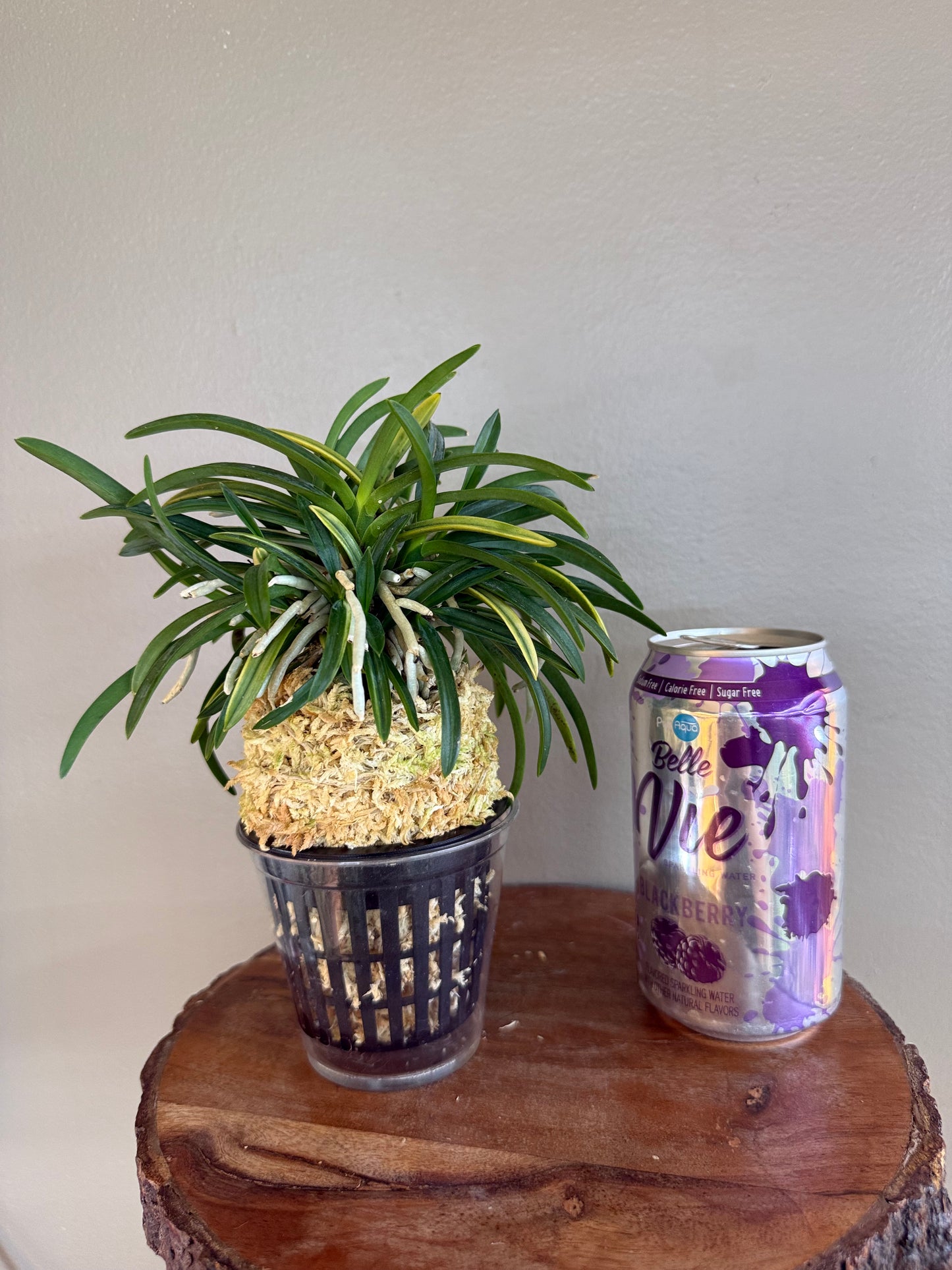 Neofinetia falcata Yaegoromo 八重衣