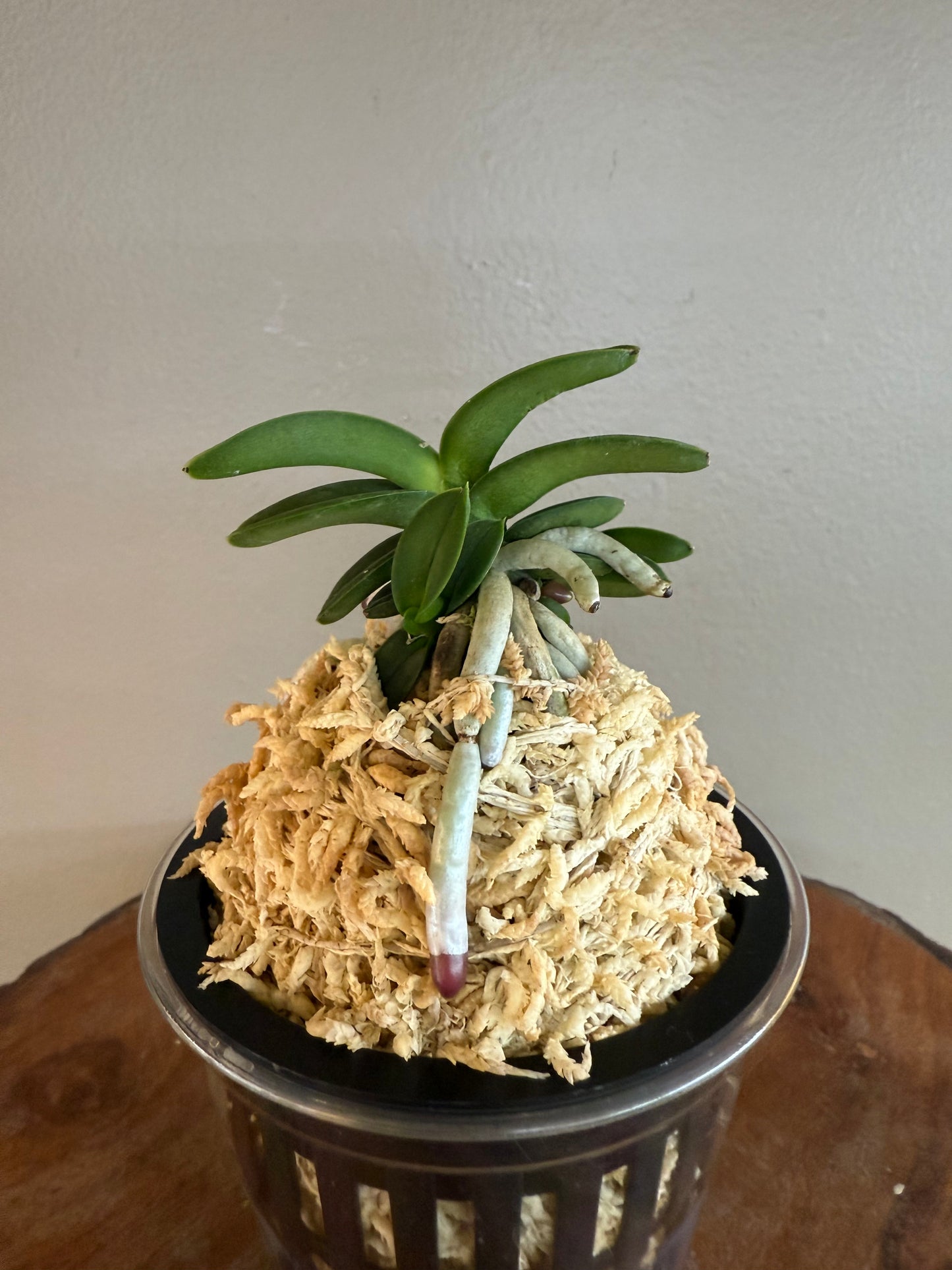 Neofinetia falcata Janggun 將軍