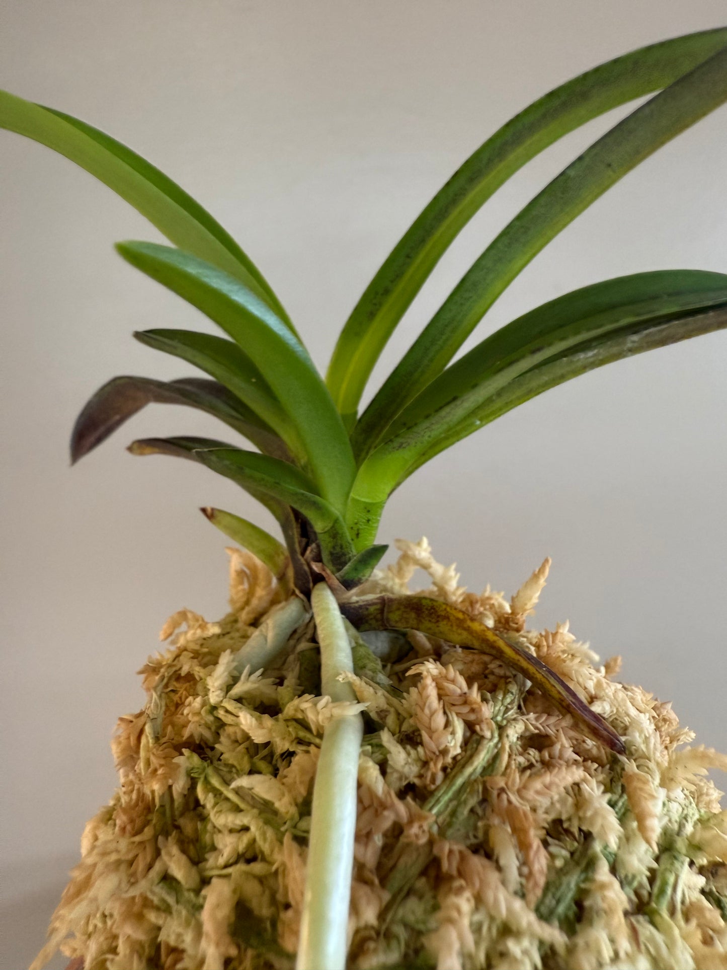 Neofinetia falcata Mikado 帝