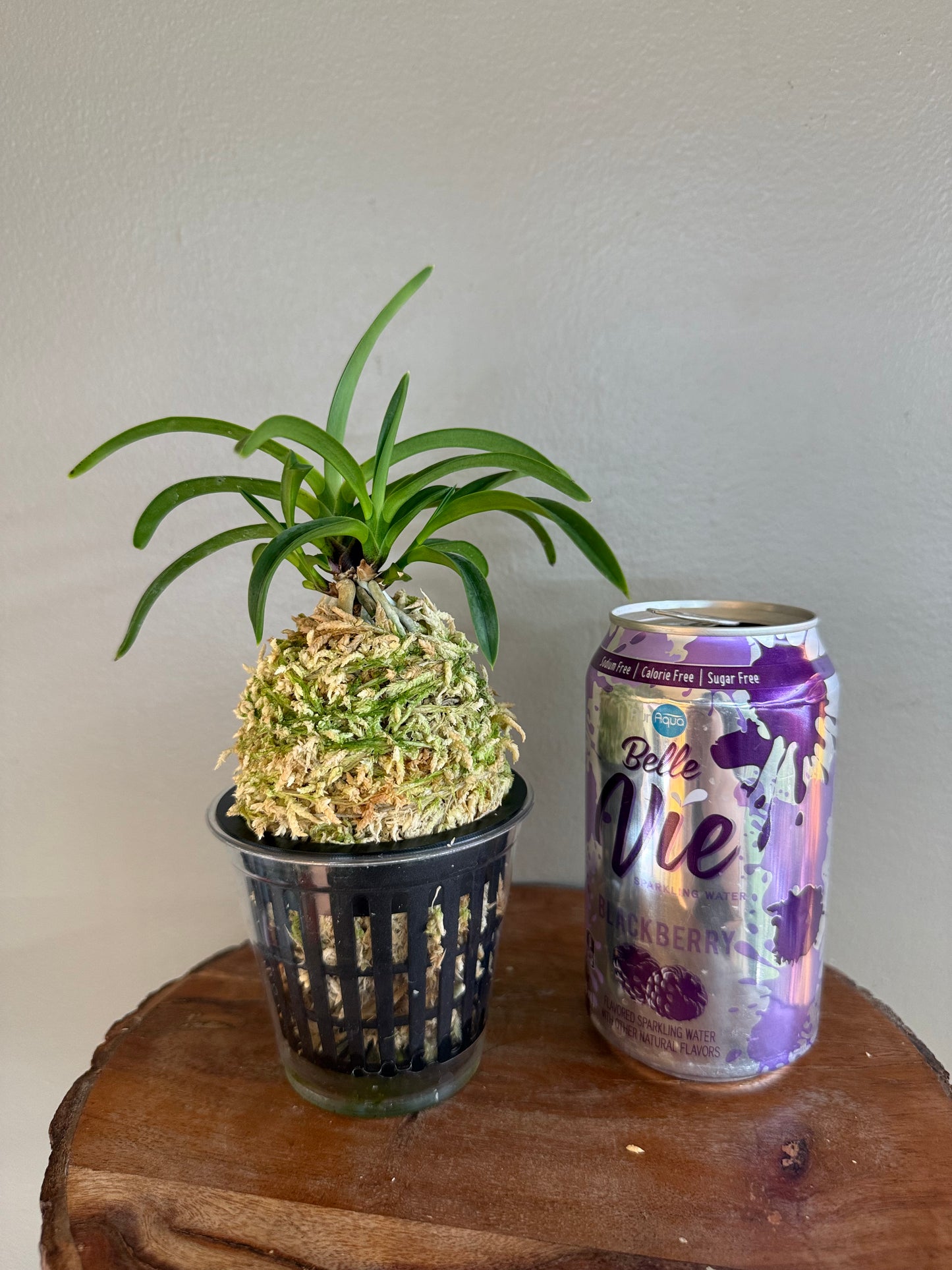 Neofinetia falcata Yamafubuki 山吹雪