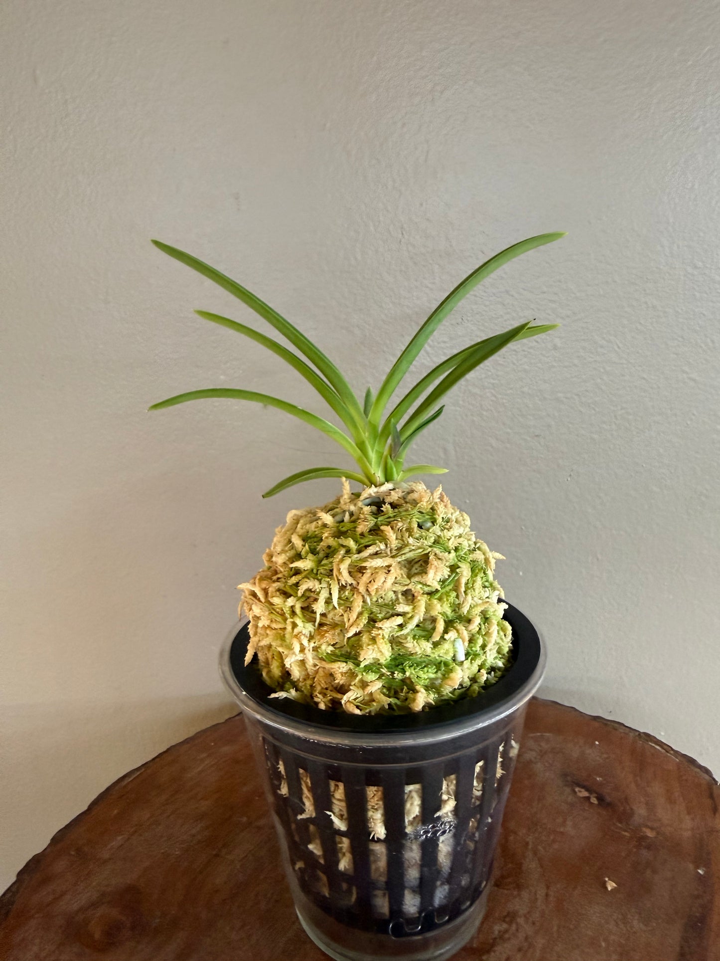 Neofinetia falcata Gongju 公主 (dark pink) Rare