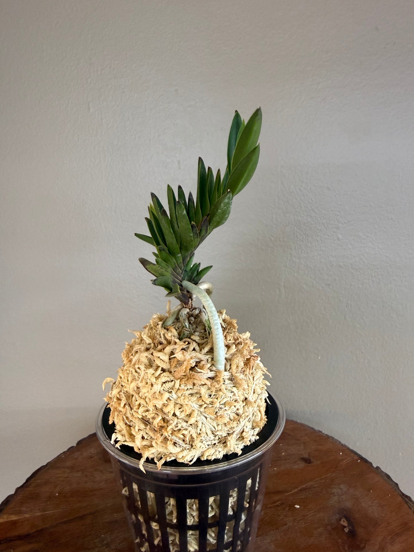 Neofinetia falcata Yongrin 龍鱗