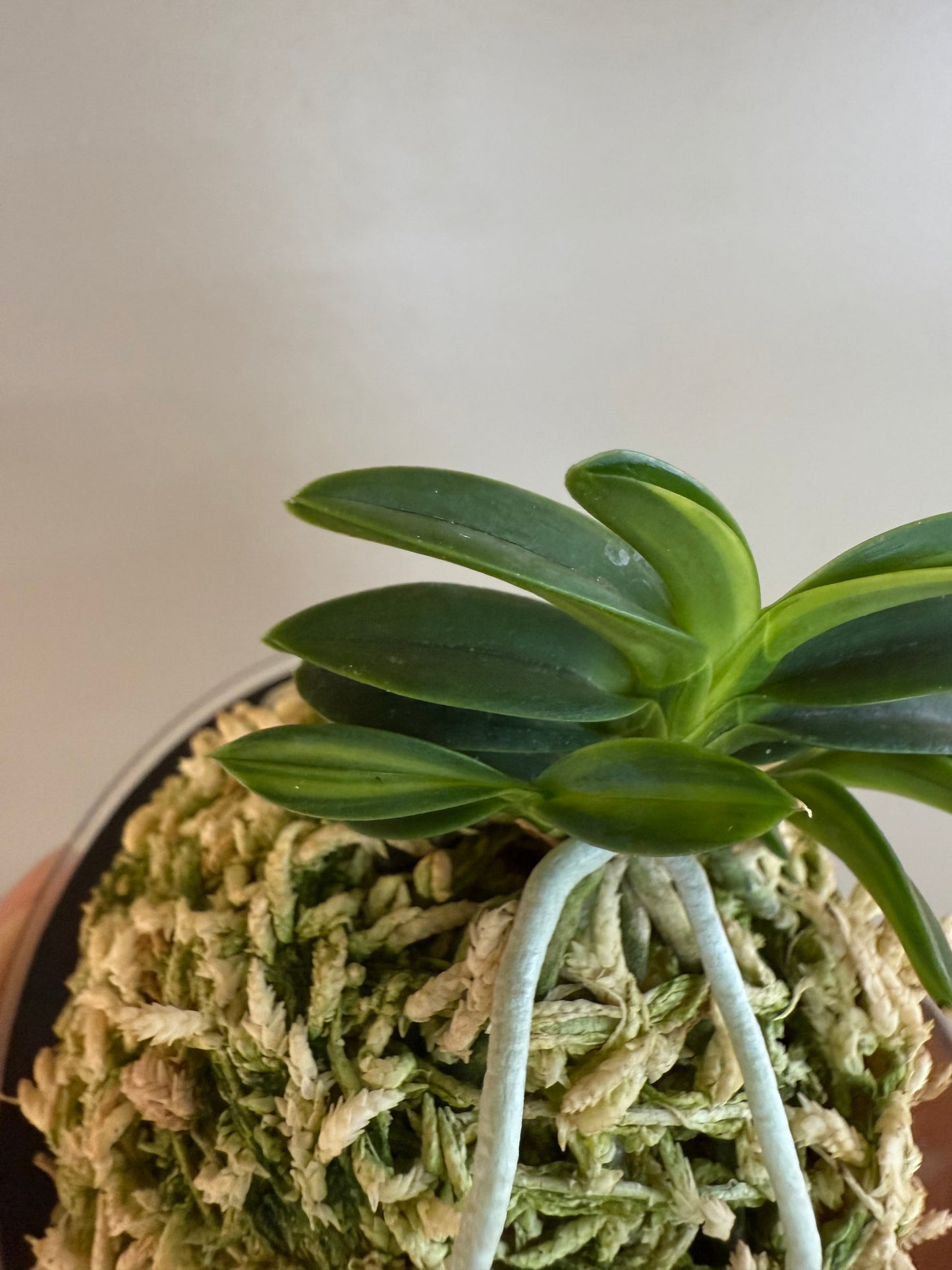 Neofinetia falcata Tsushima nishiki (Tsushima Ryokuho shima) 對馬錦