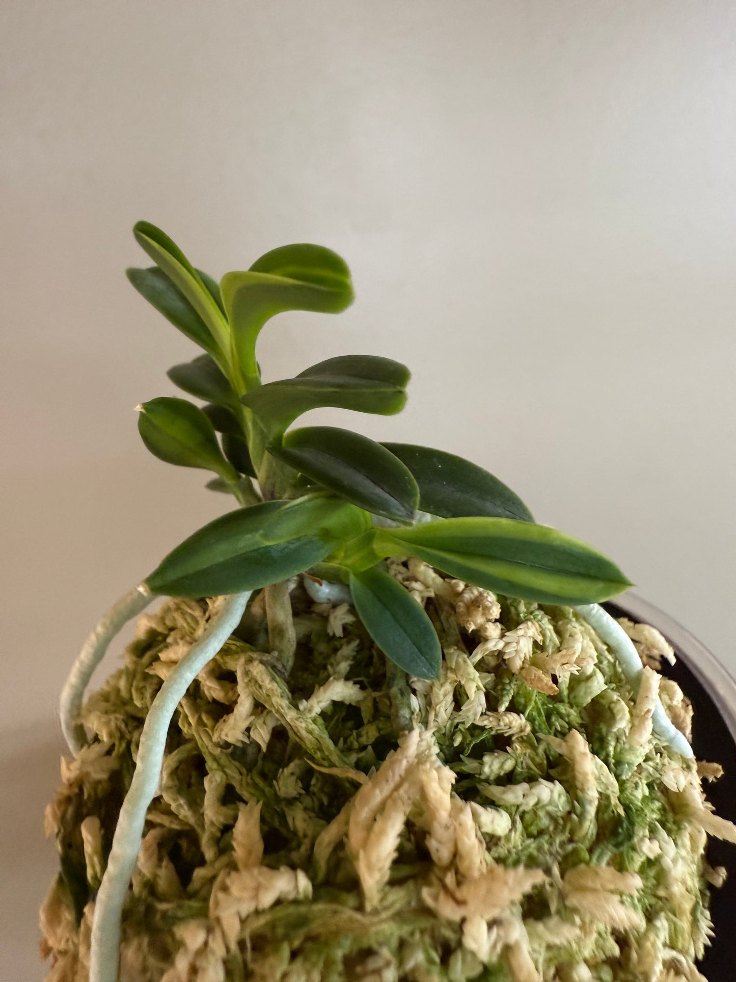 Neofinetia falcata Tsushima nishiki (Tsushima Ryokuho shima) 對馬錦