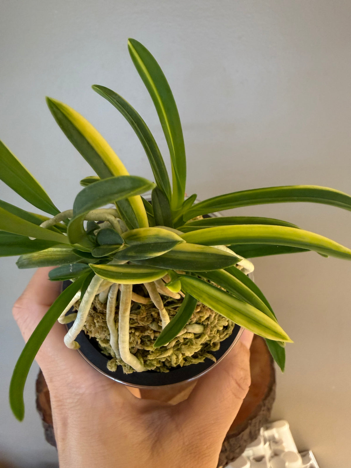 Neofinetia falcata Fugaku 富嶽