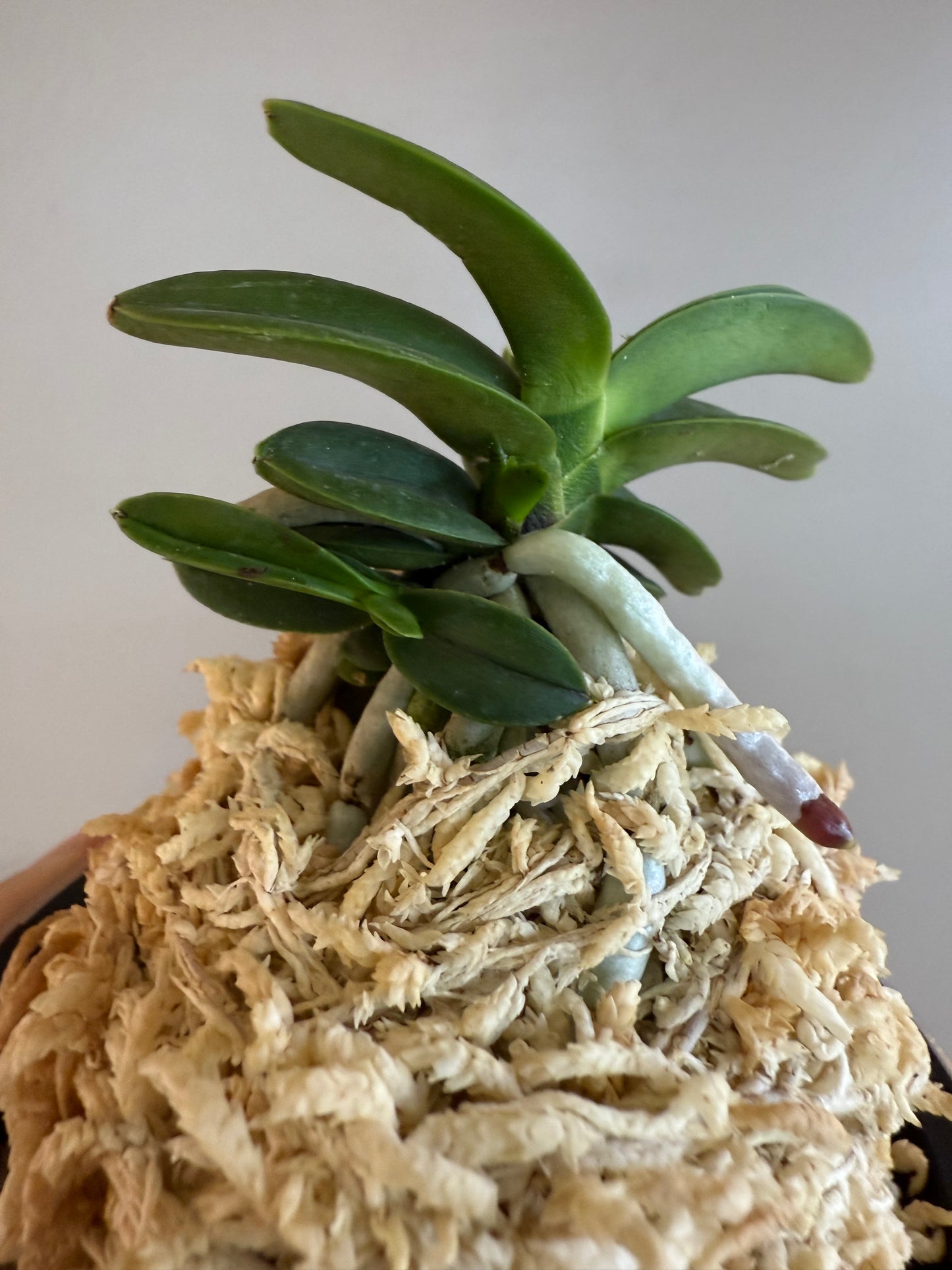 Neofinetia falcata Janggun 將軍