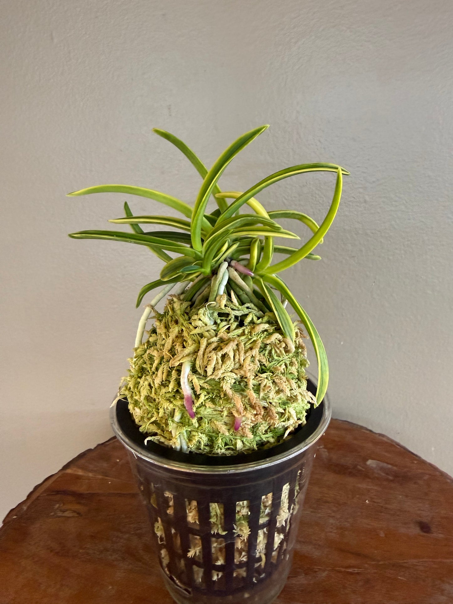 Neofinetia falcata Fugaku 富嶽