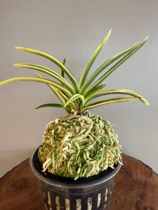 Neofinetia falcata Yuri (Amami Kanpaku) 琉璃