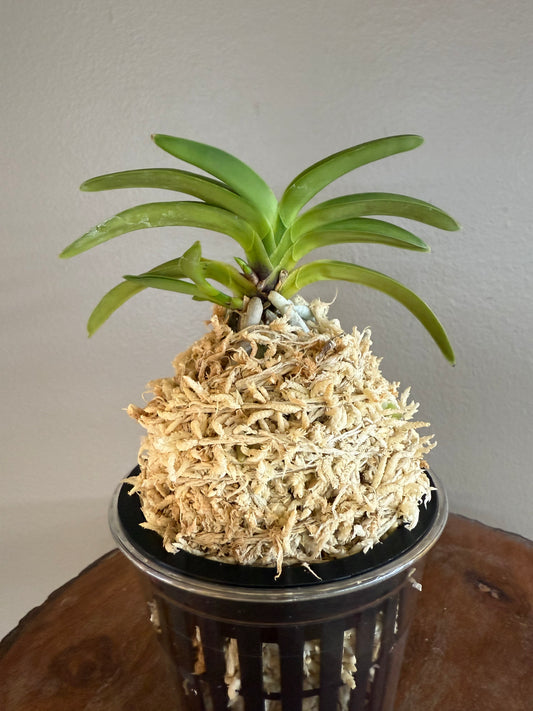 Neofinetia falcata Yokozuna 横綱