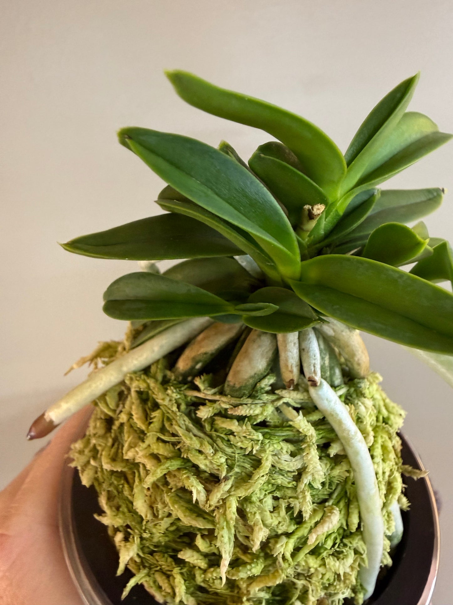 Neofinetia falcata Myeong-Ok 明玉