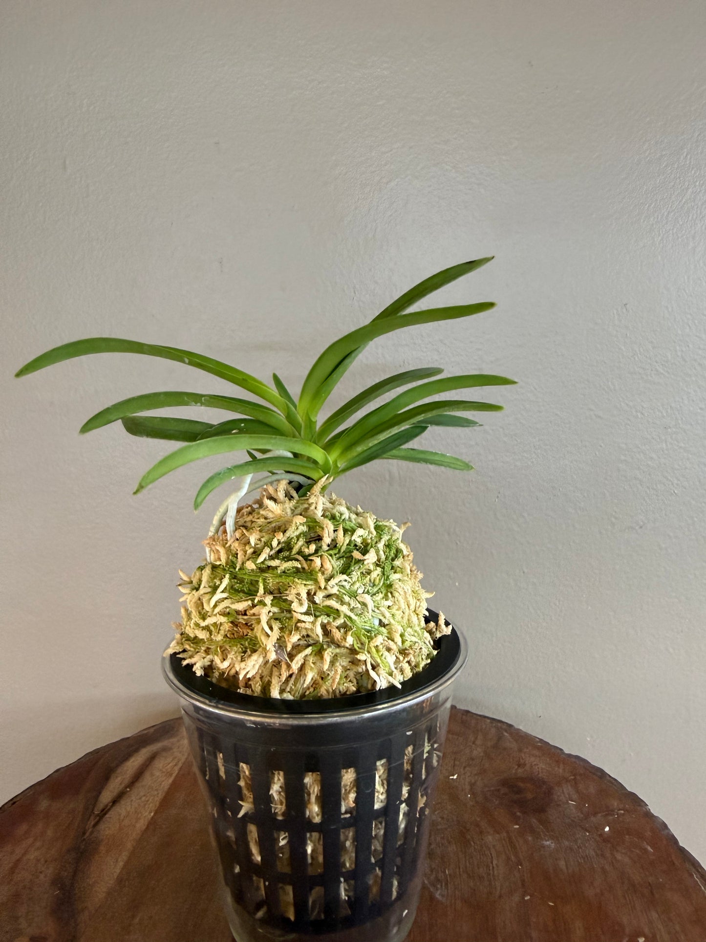 Neofinetia falcata Lavender 紫