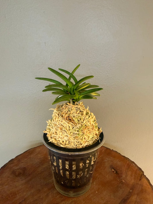 Neofinetia falcata Kinkujaku 金孔雀