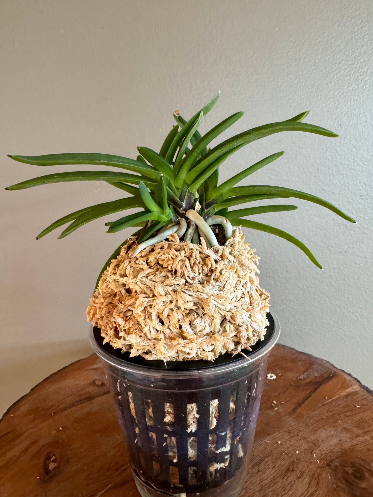 Neofinetia falcata Murasakitaishi 紫大師