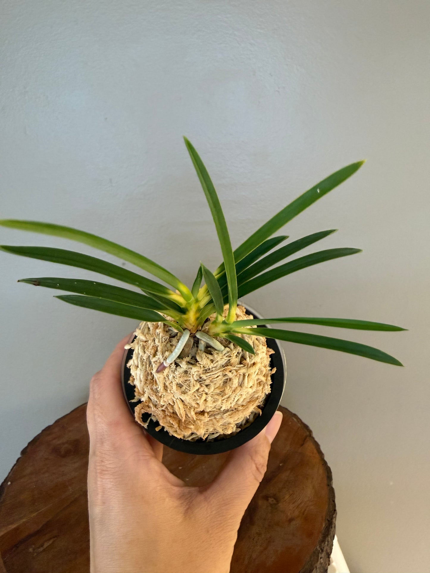 Neofinetia falcata Shinkiro 蜃気楼