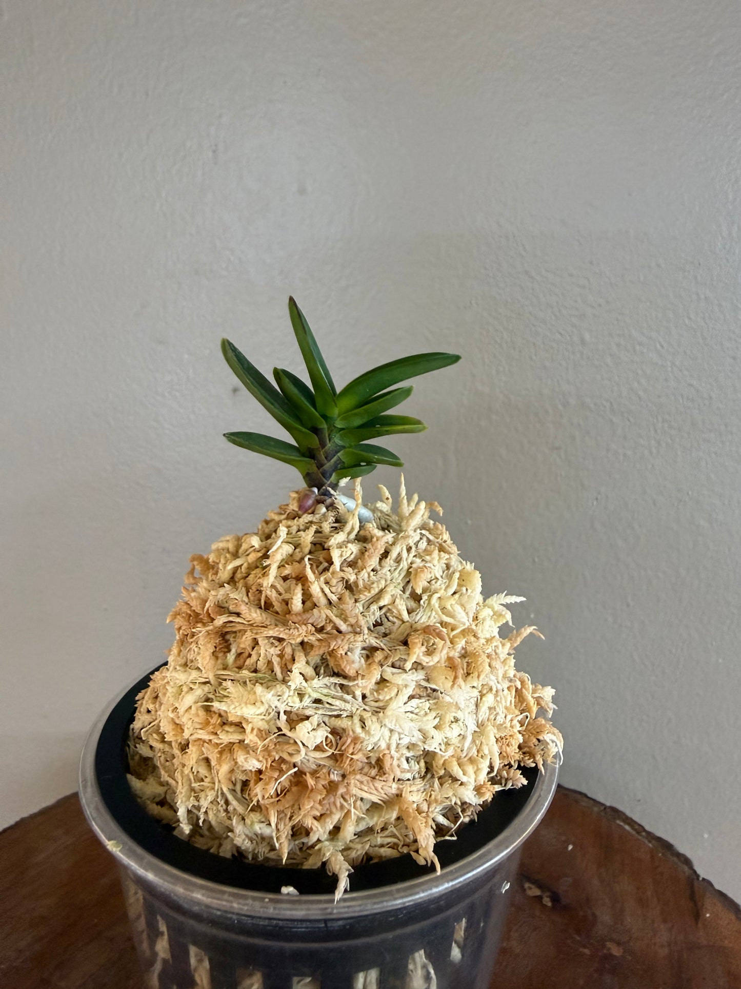 Neofinetia falcata Kobantakara 小判宝