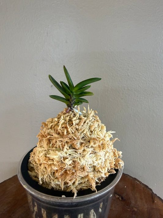 Neofinetia falcata Kobantakara 小判宝