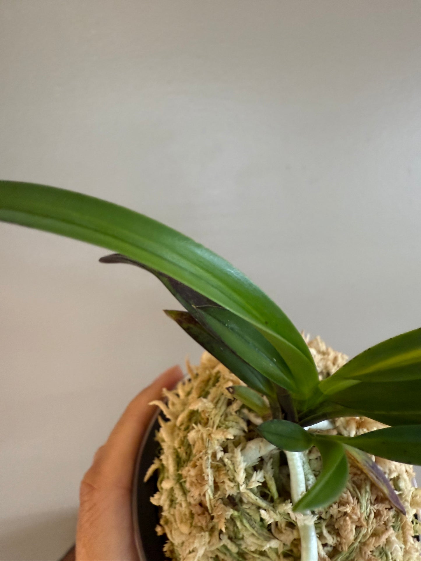 Neofinetia falcata Mikado 帝