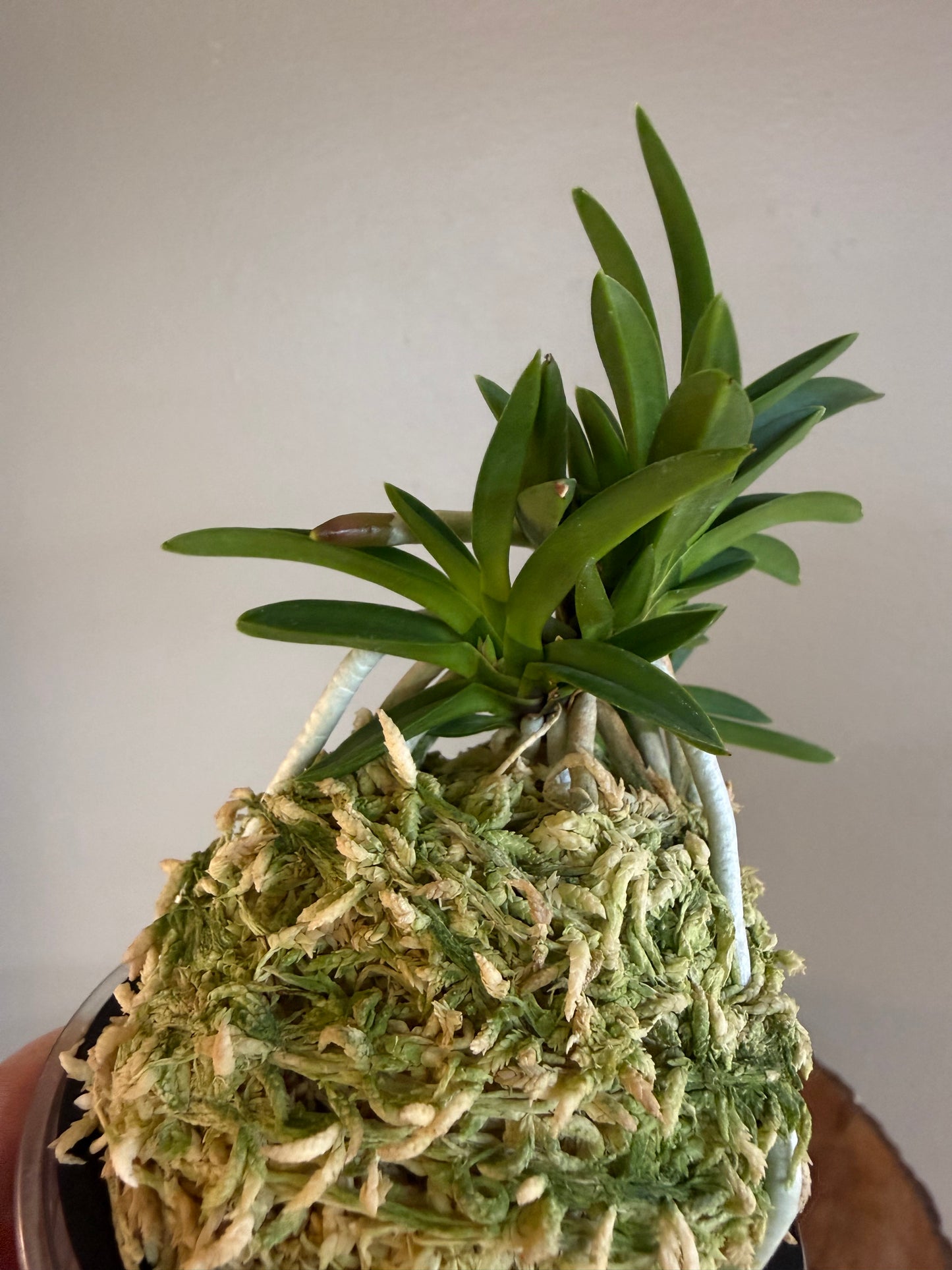 Neofinetia falcata Tensenrui 天蟾類