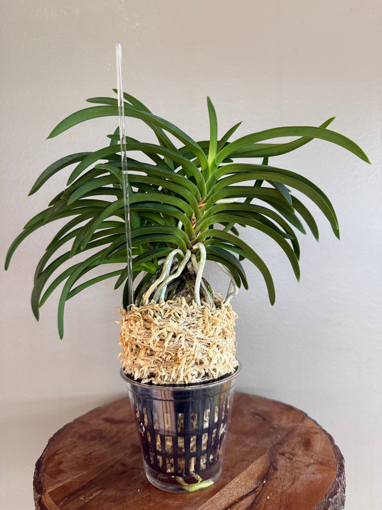 Neofinetia falcata Honggang 紅綱