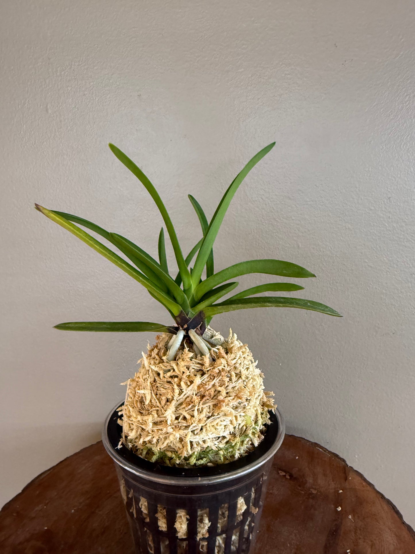 Neofinetia falcata Shutenno 朱天王