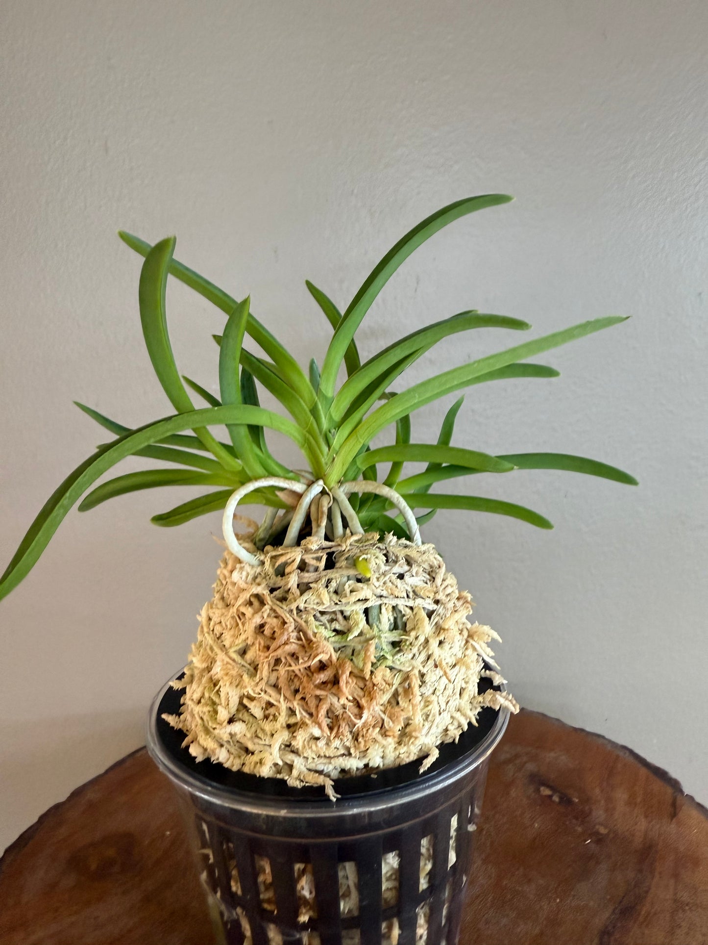 Neofinetia falcata kobai 紅梅