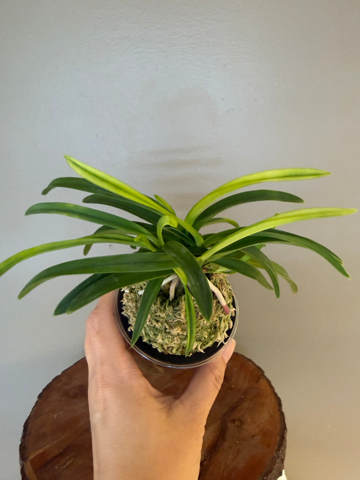 Neofinetia falcata Ooawaumi 大淡海(Ruby root)