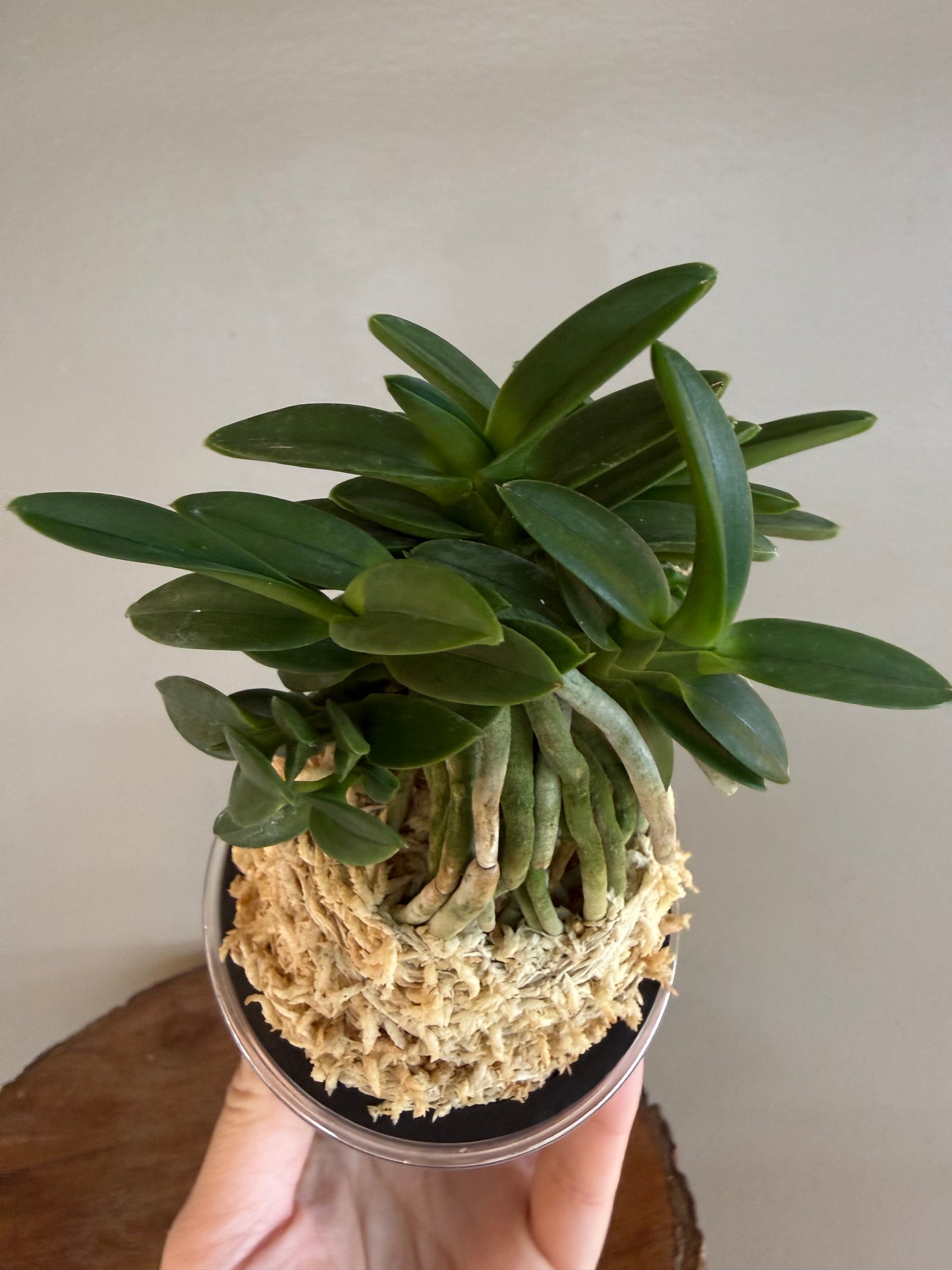 Neofinetia falcata Pungwolsan 豊月山