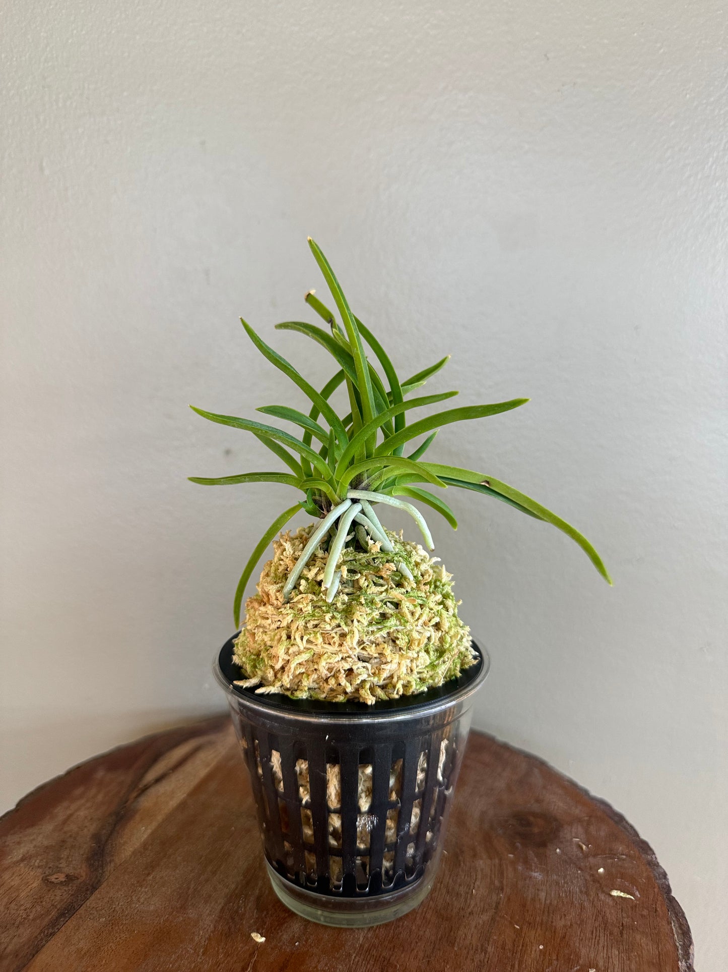 Neofinetia falcata Kibana 黃花