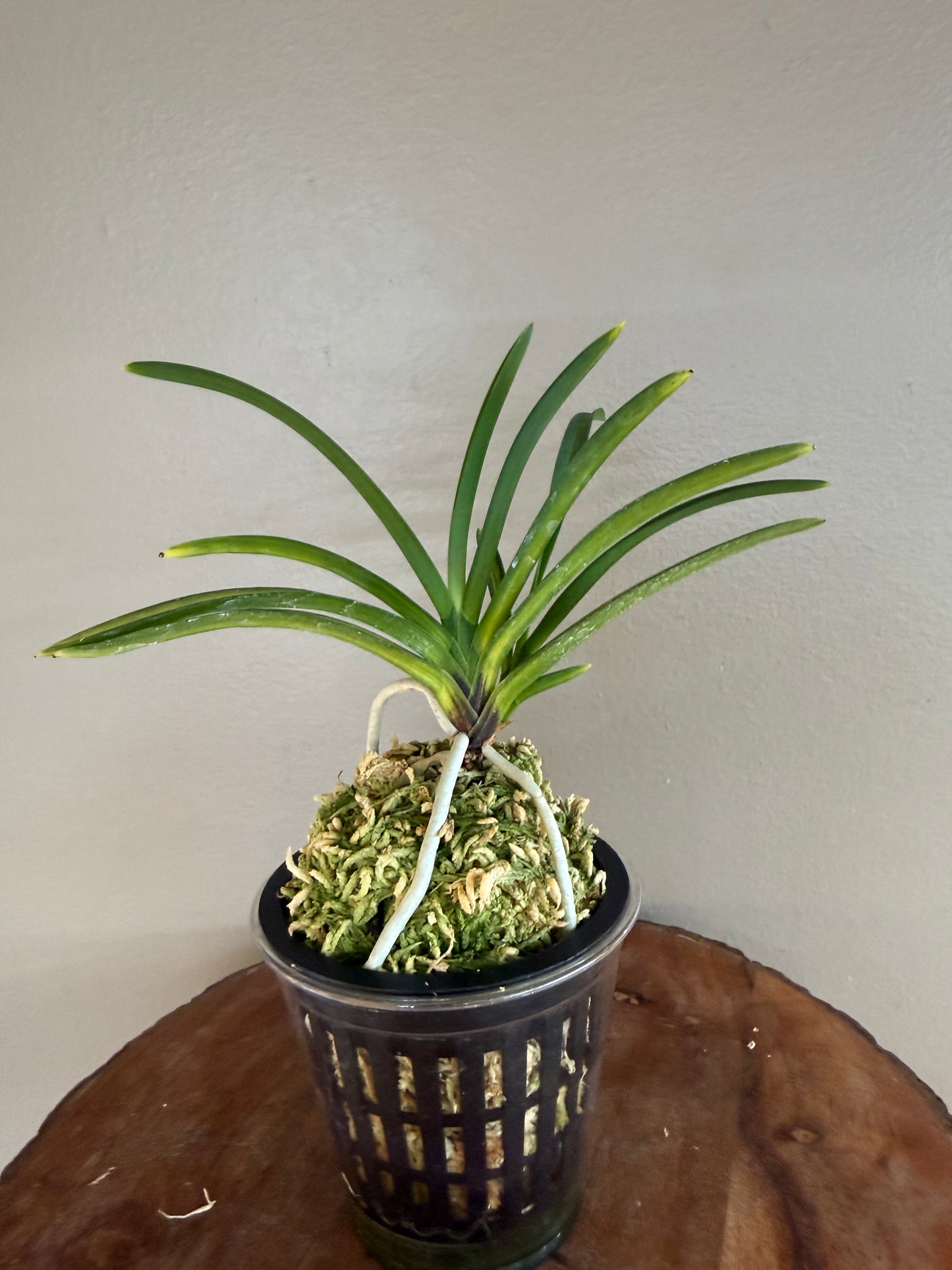 Neofinetia falcata Akebono 曙