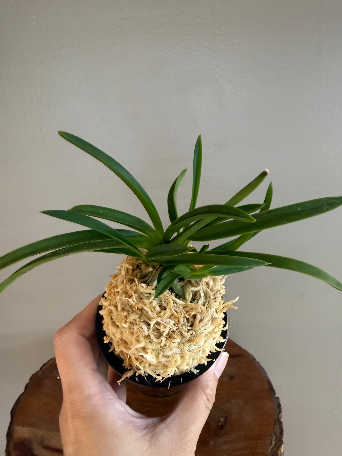 Neofinetia falcata Benigkaede 紅楓