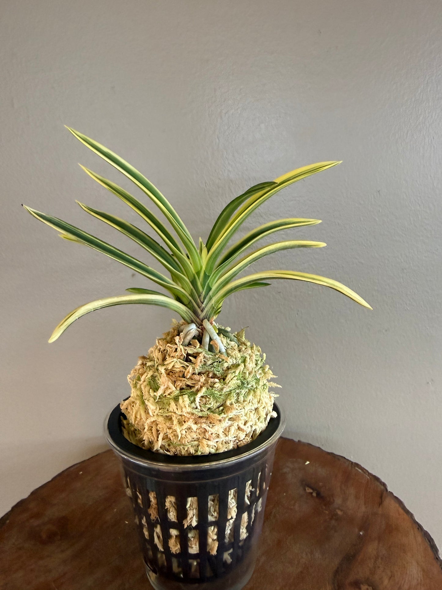 Neofinetia falcata Yuri 琉璃(Amami kanpaku  奄美冠白)