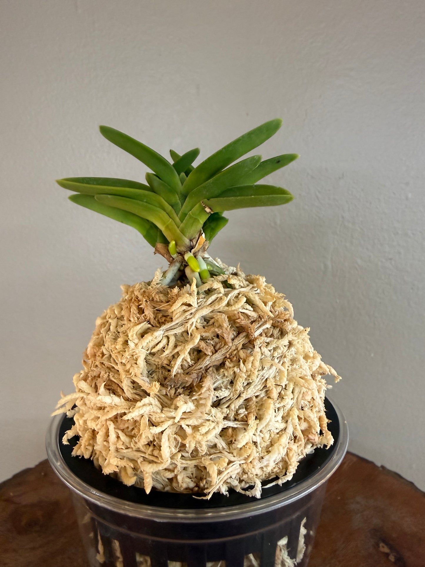 Neofinetia falcata Toyoyamamaru 豐山丸