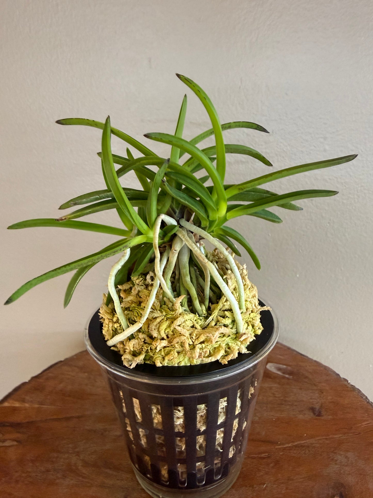 Neofinetia falcata Benitengu 紅天狗