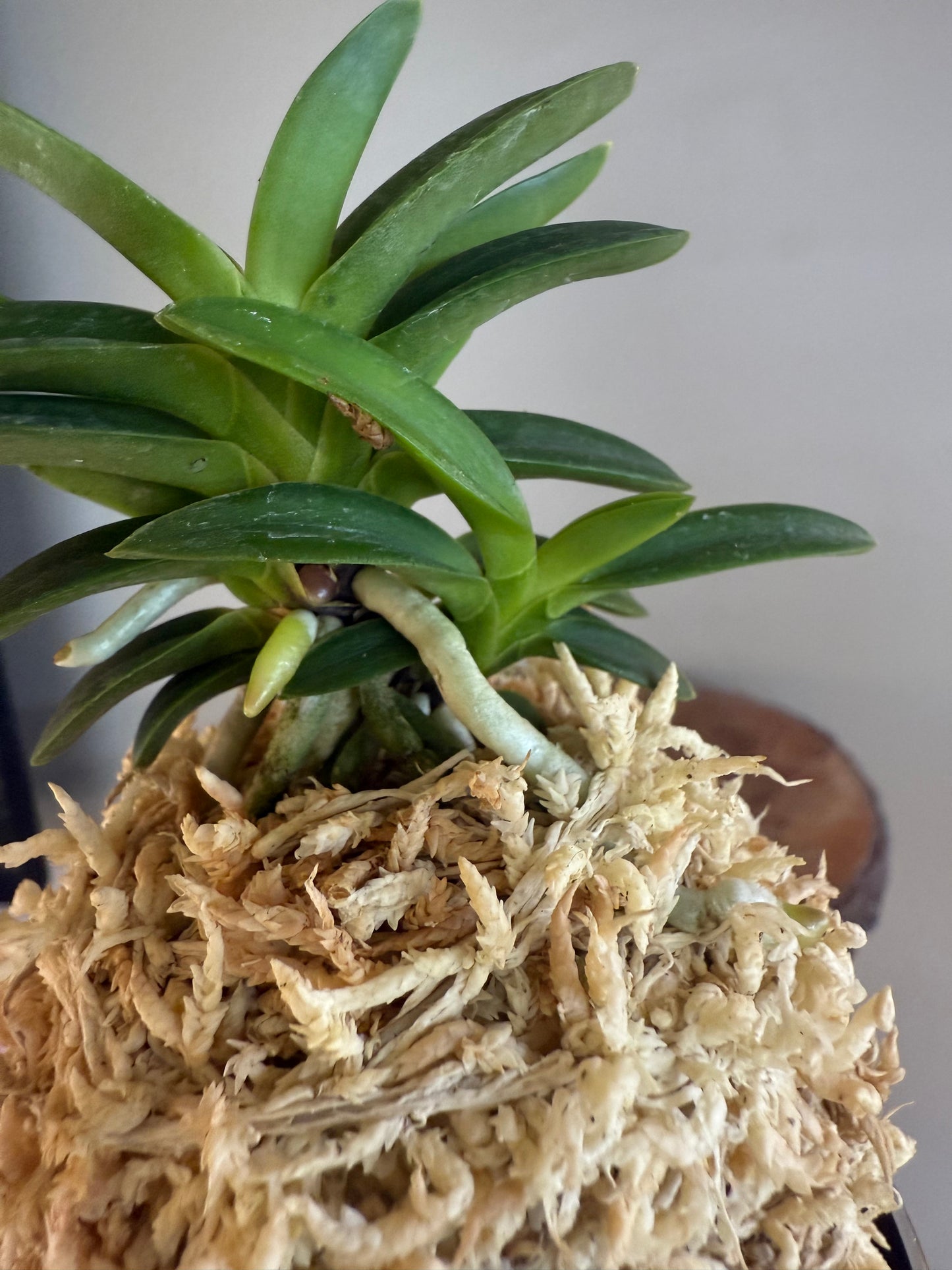 Neofinetia falcata Tsushima Ryokuho 對馬綠寶