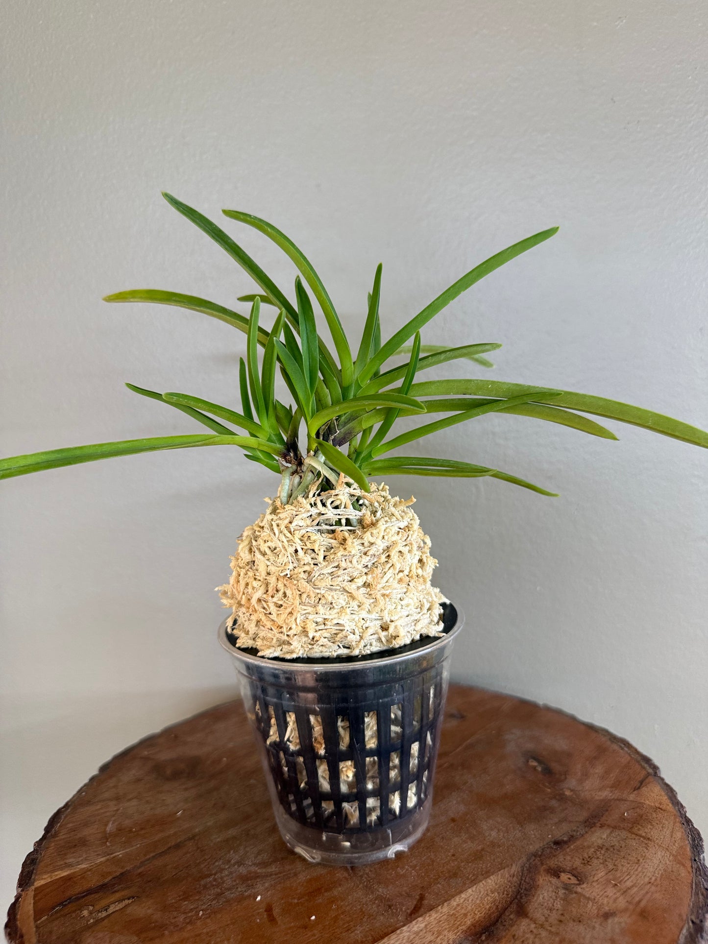 Neofinetia falcata Hongchun 紅春
