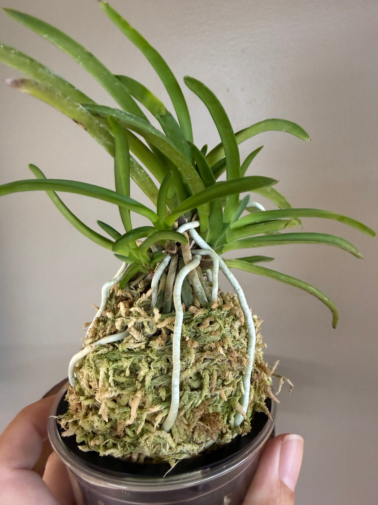 Neofinetia falcata kobai 紅梅