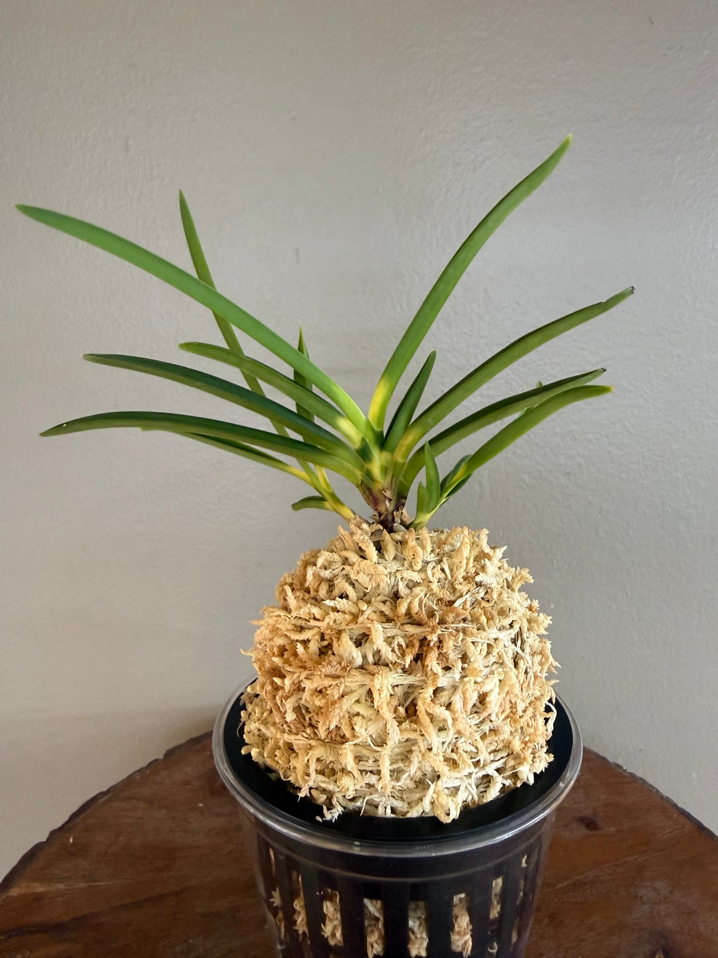 Neofinetia falcata Shinkiro 蜃気楼