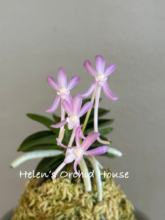 Neofinetia falcata Dojangwon (Jangwon+Honghyeon) 桃壯元