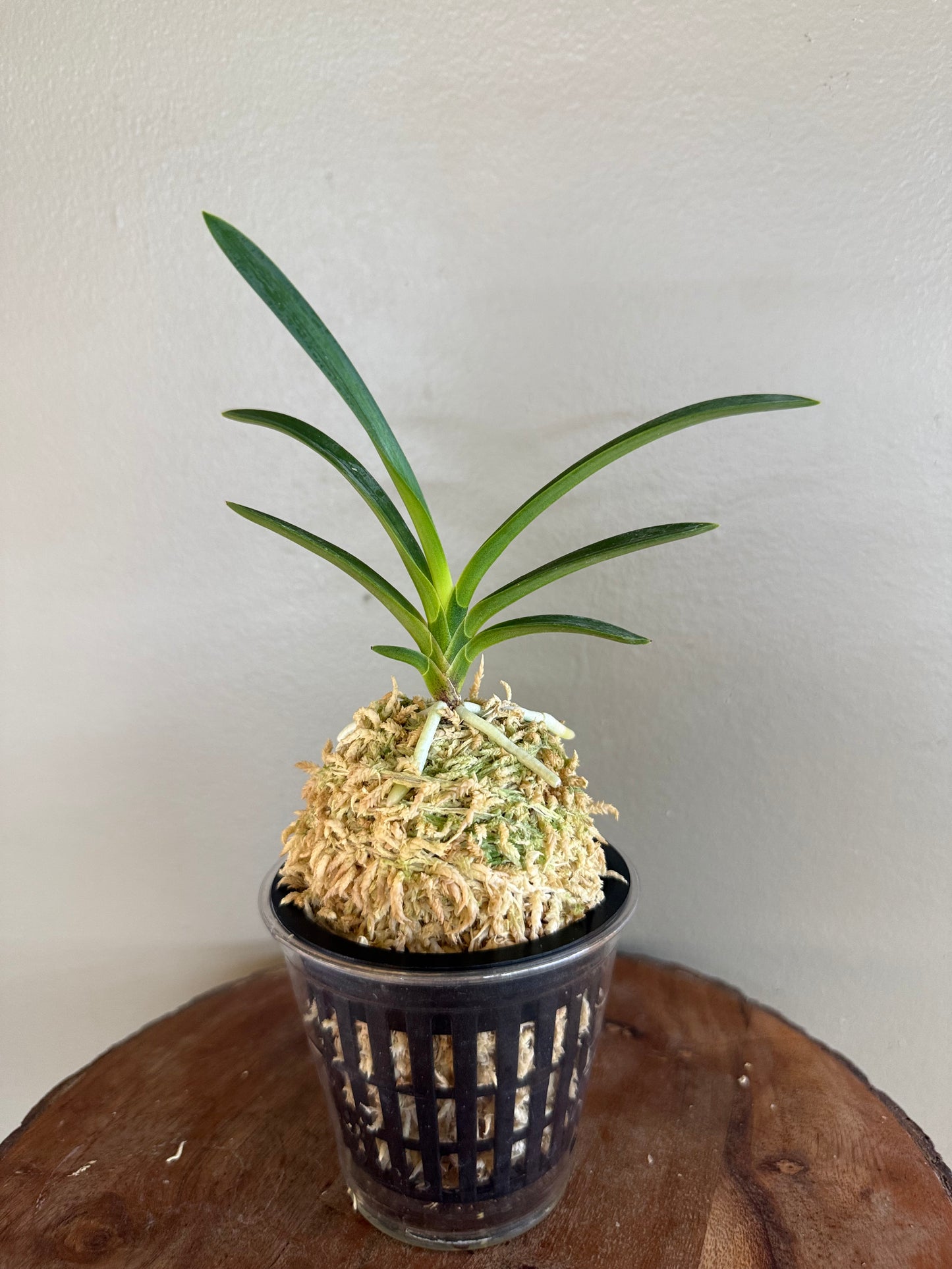 Neofinetia falcata Hakutenko 白天晃