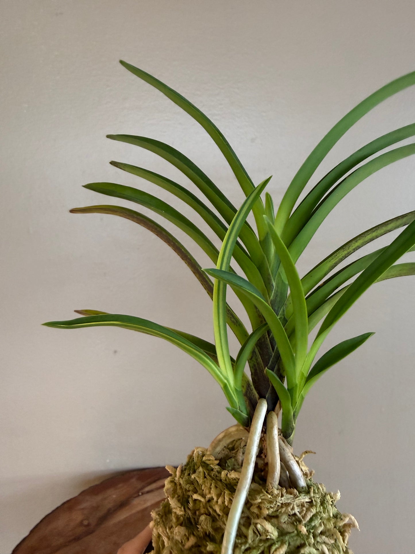 Neofinetia falcata Seohwang 瑞煌